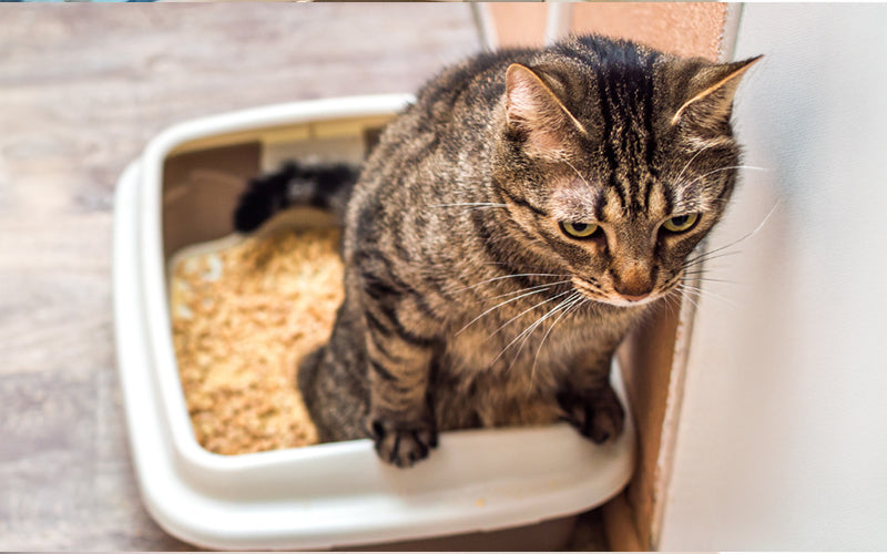 Cat UTI Symptoms, Causes &amp; Treatment: How to tell if your cat has a urinary infection? BlepWorld