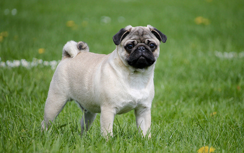 Pug: Breed history, common health issues, and nutritional needs