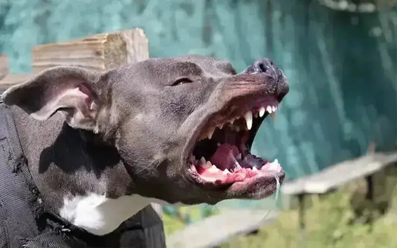 Dog breeds that are banned in India