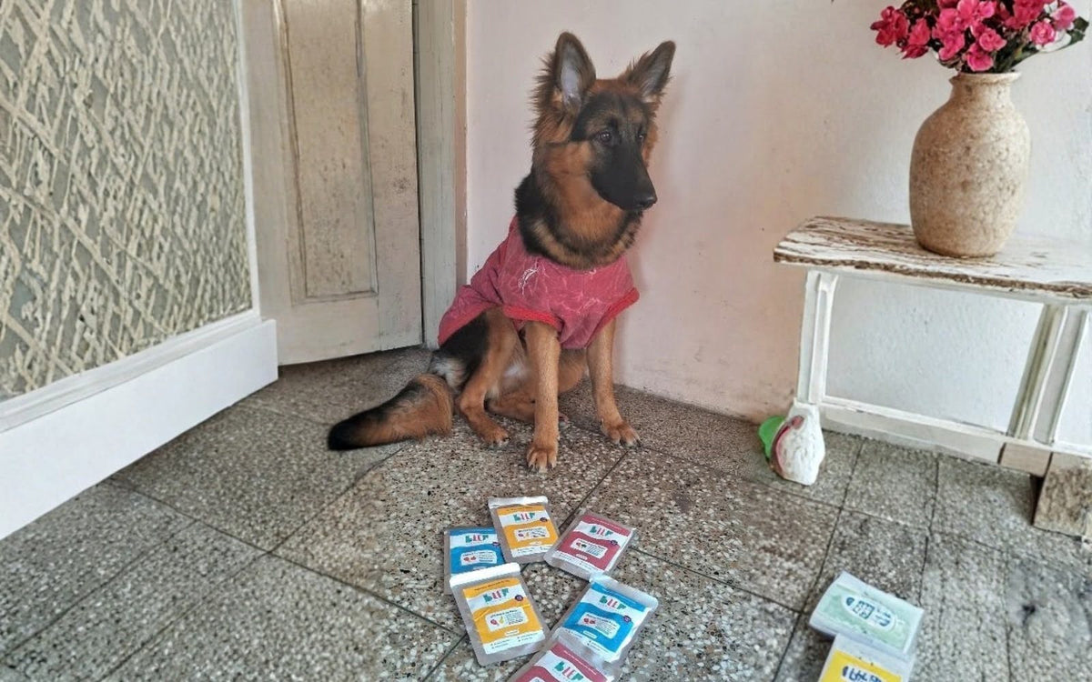 Best dog food for German Shepherds in India: What to feed, how much, and how