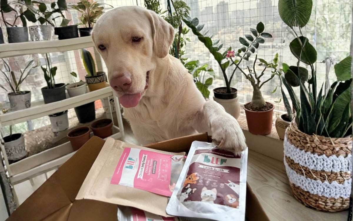 Best food for a Labrador in India: Feeding an adult Lab without the weight creeping on