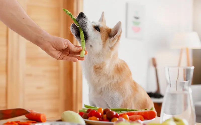 How to choose the best dog food in India?