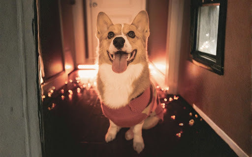 'Decorating for Diwali and Dussehra Without Risking Your Pet's Safety: Diyas, Rangoli, Lights, and Toxic Plants