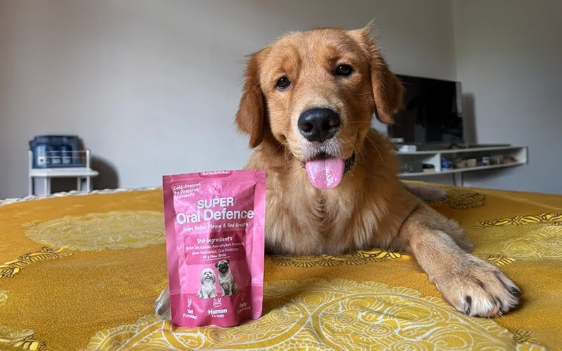 Dog Dental Health in India: Signs, Causes, and What Helps