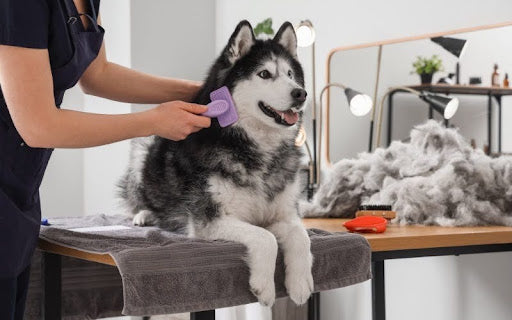 Dog Shedding and Coat Health: What to Feed and When to Worry