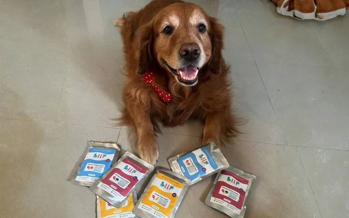Dog food for large breeds in India: A feeding guide from puppy to senior