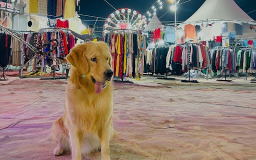 Dussehra and Vijayadashami Pet Safety: Navigating Effigy-Burning Events With Your Dog