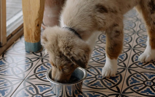 Fresh-Cooked vs Raw (BARF) Dog Food in India: Which Is Right for Your Dog