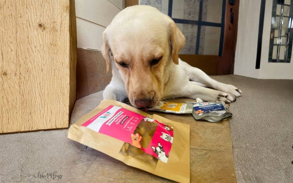 High-protein dog food in India: how to read the number, and who actually needs it