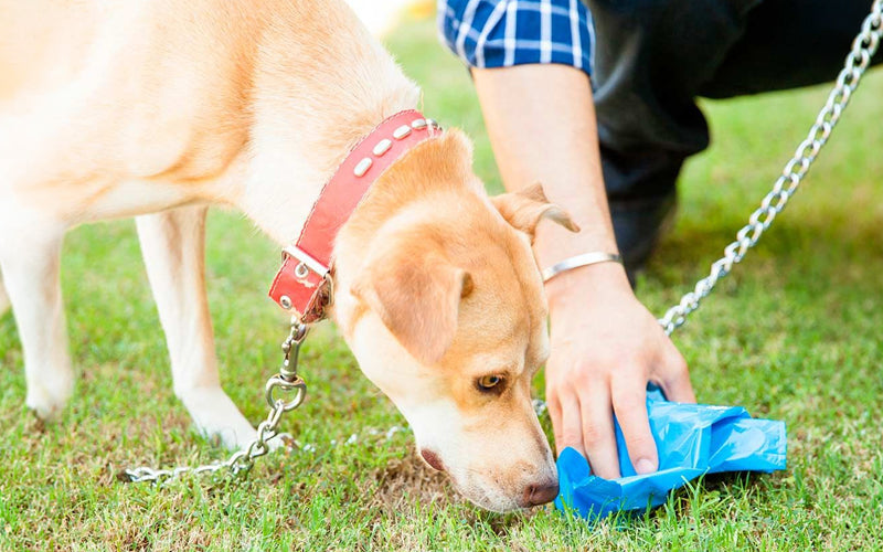 Why is my dog’s poop not firm? Causes &amp; natural fixes BlepWorld