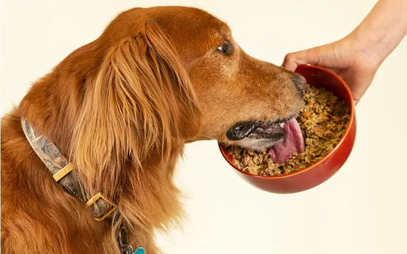 5 reasons why fresh food is the best choice for your dog BlepWorld