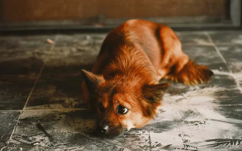 Signs of Dog Separation Anxiety