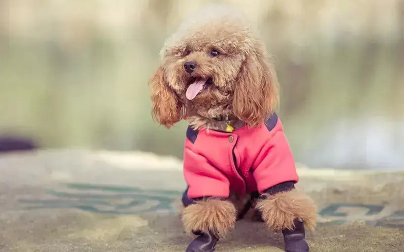 A guide to the nutritional needs of Poodles