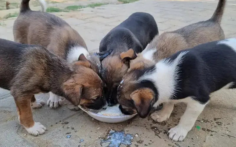 Can puppies eat cerelac? BlepWorld