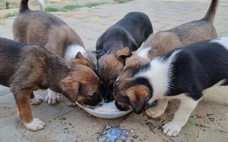 Can puppies eat cerelac? BlepWorld