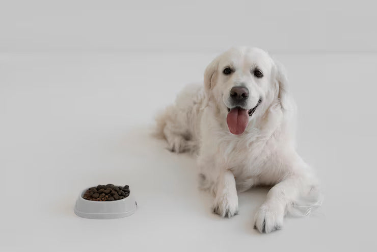 Dog Health