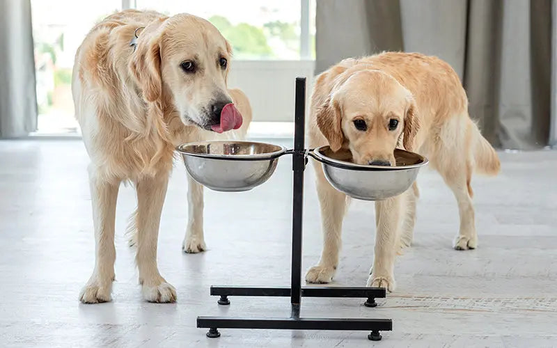 Puppy vs. Adult Dog Nutrition Guide