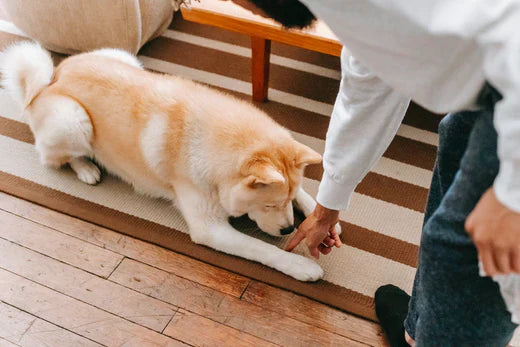 Train Your Dog
