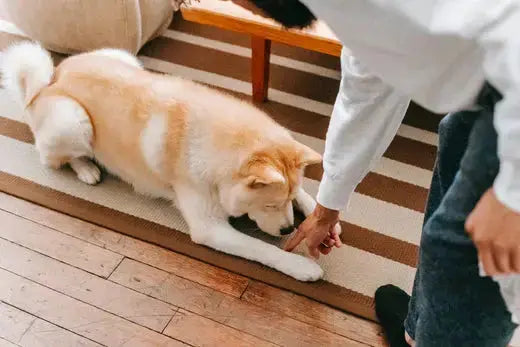 Train Your Dog