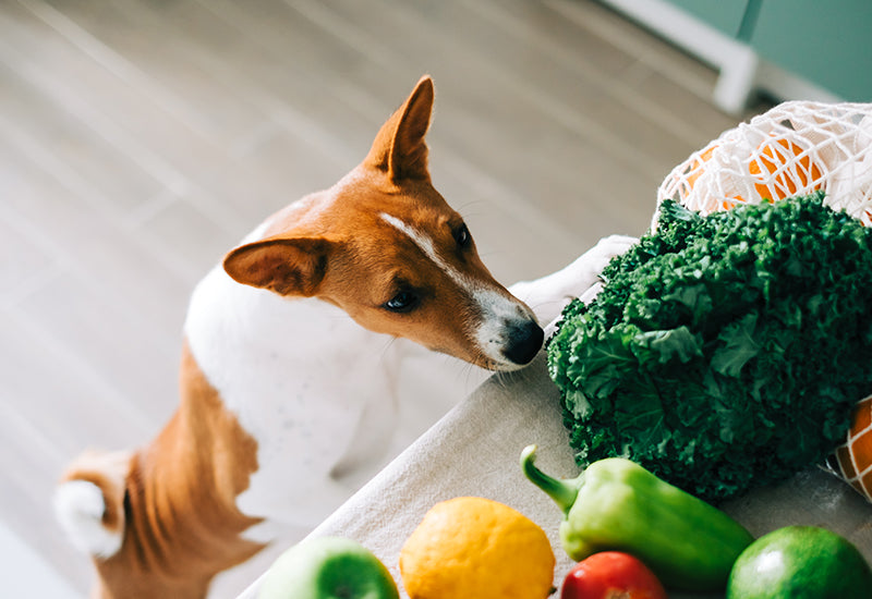 Super Foods for Dogs