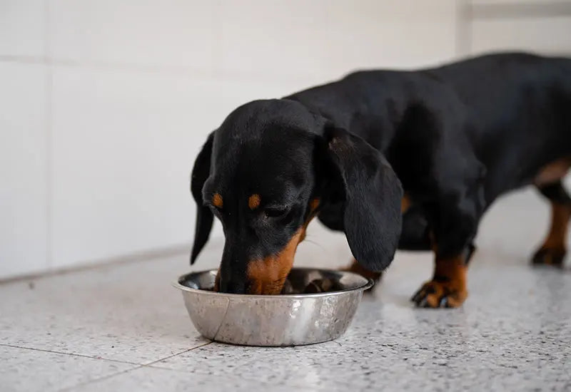 Raw v/s cooked meat for dogs