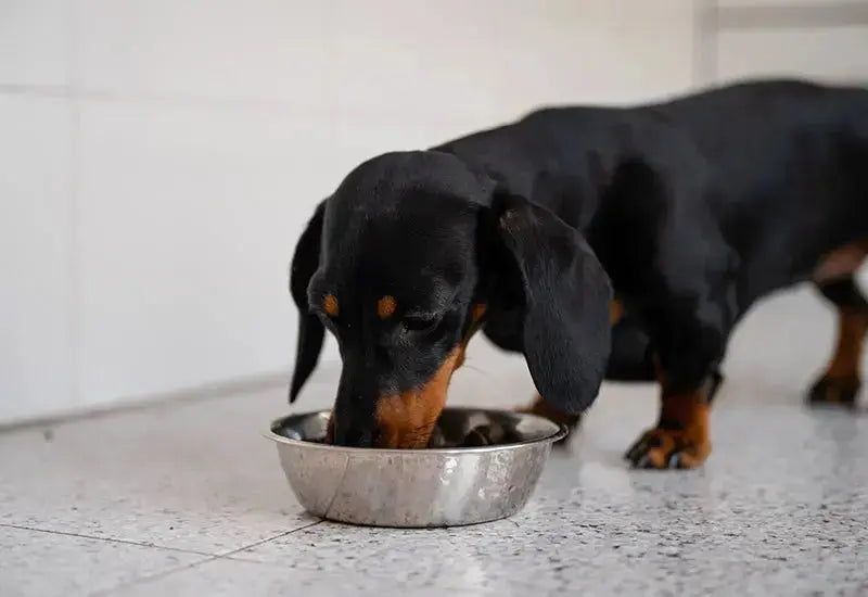 Raw v/s cooked meat for dogs