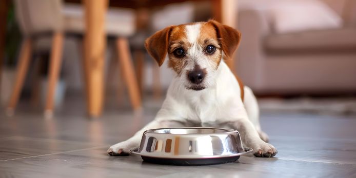 Types of Dog Food: Wet, Dry, Raw, and Homemade—Which is Best?