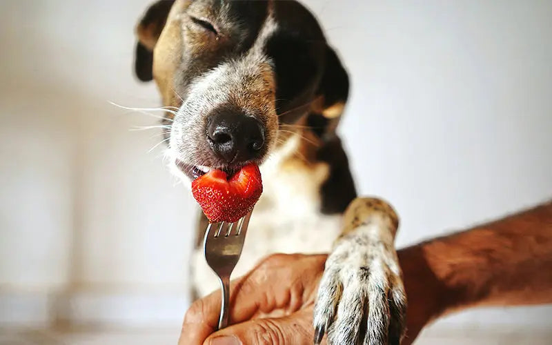 Can Dogs Eat Strawberries?