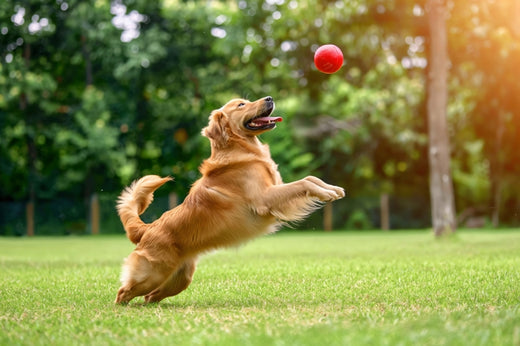 Natural Dog Food: The Key to a Healthier, Happier Pet