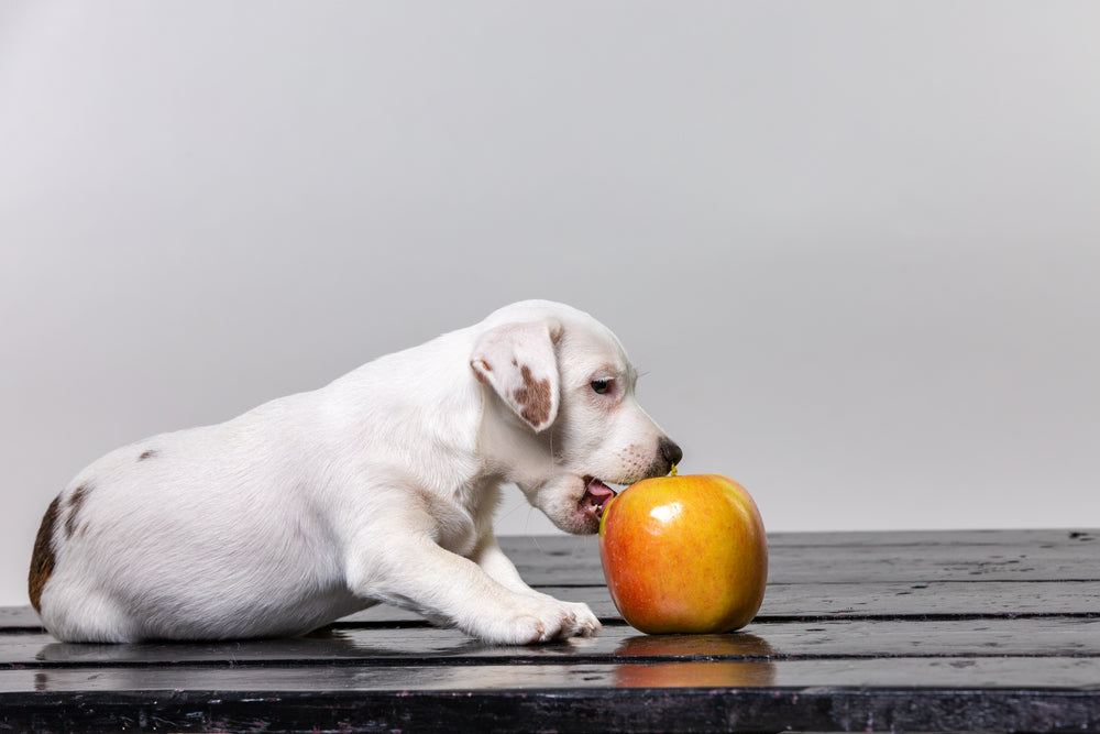 Can Dogs eats Apples - Blep World