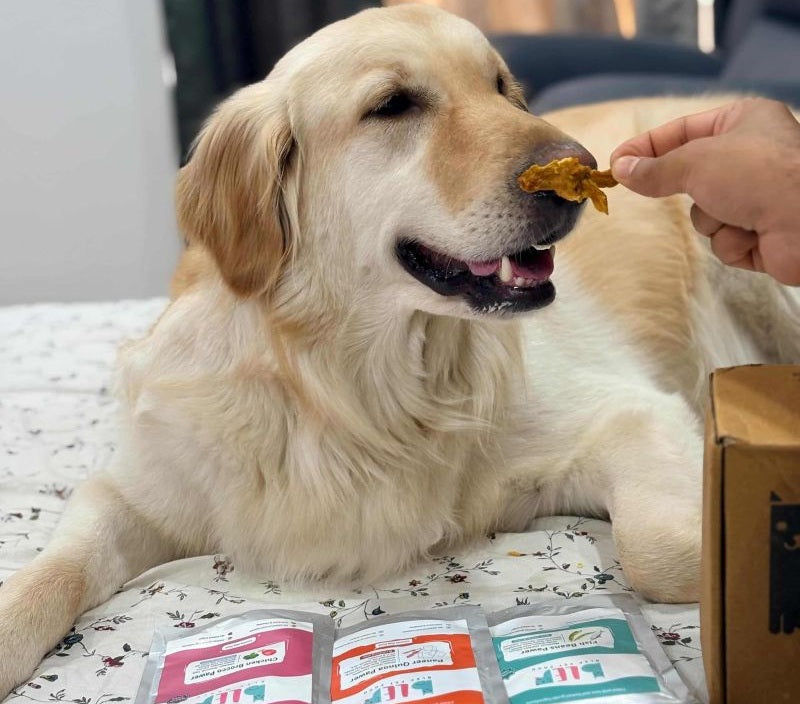 Dog loving his treat