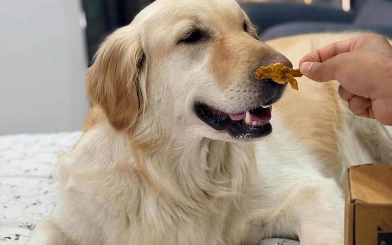 12 Best Training Treats for Dogs