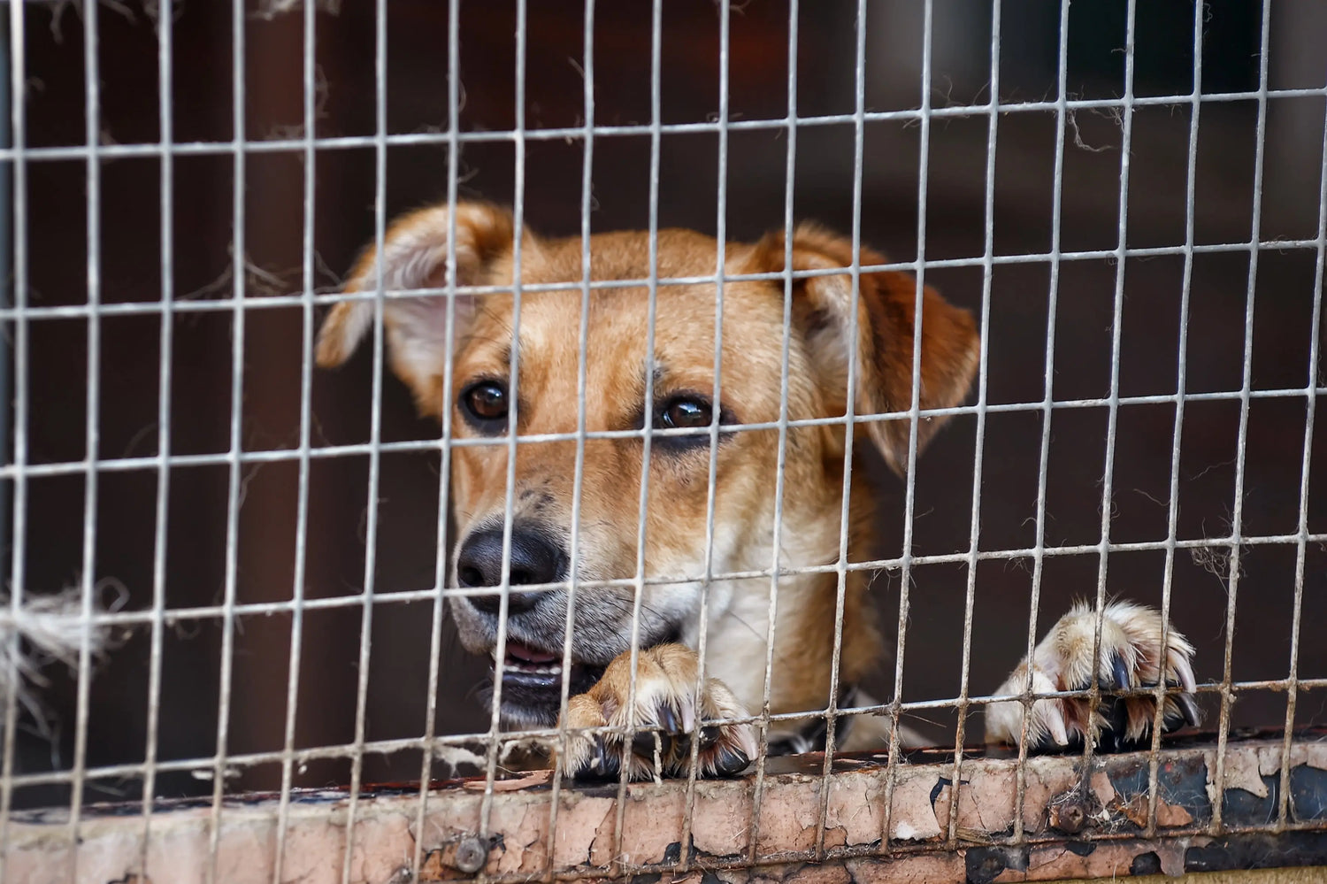 Stray Dogs vs. Supreme Court