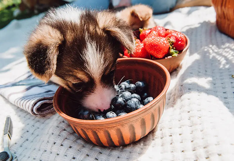 Can dogs eat blueberries
