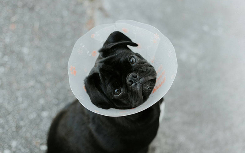 Common Skin Problems in Dogs: Causes, Symptoms, and Treatments