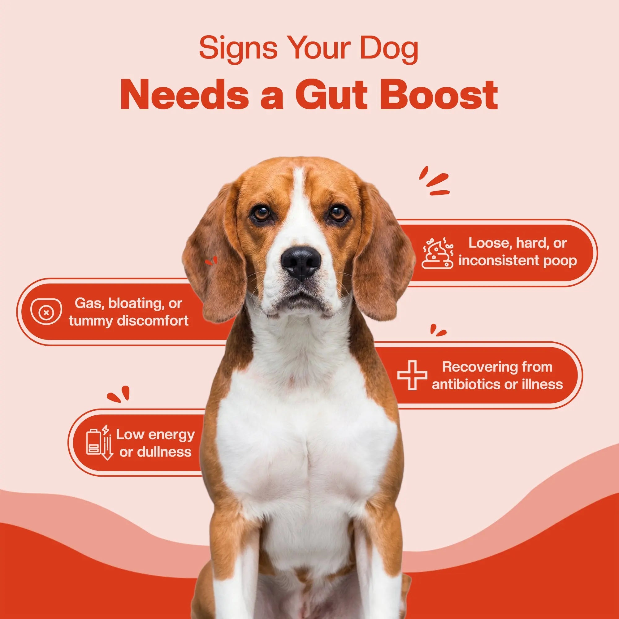 SUPER Gut Booster | Daily Supplements for Dogs