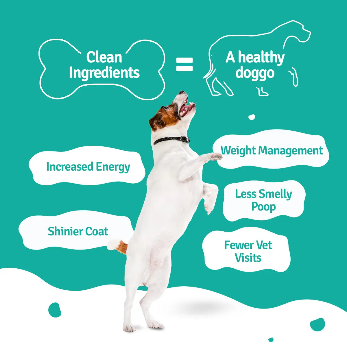 Fish Beans Dog Food Trial Pack