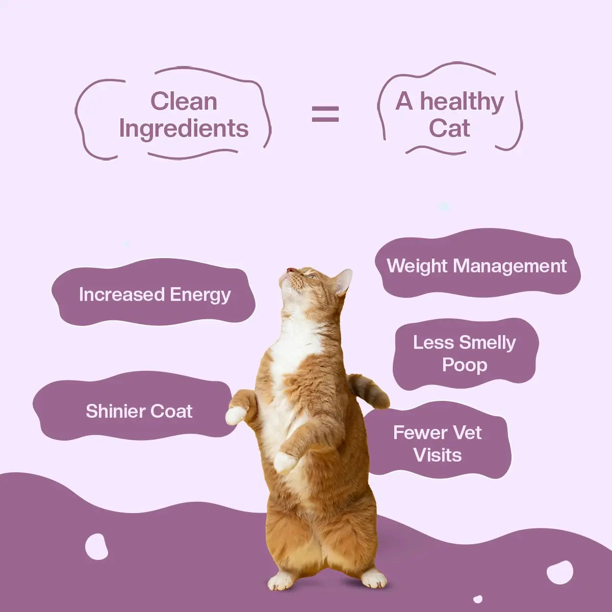 All Recipes Cat Food Trial Pack - Zero Preservatives