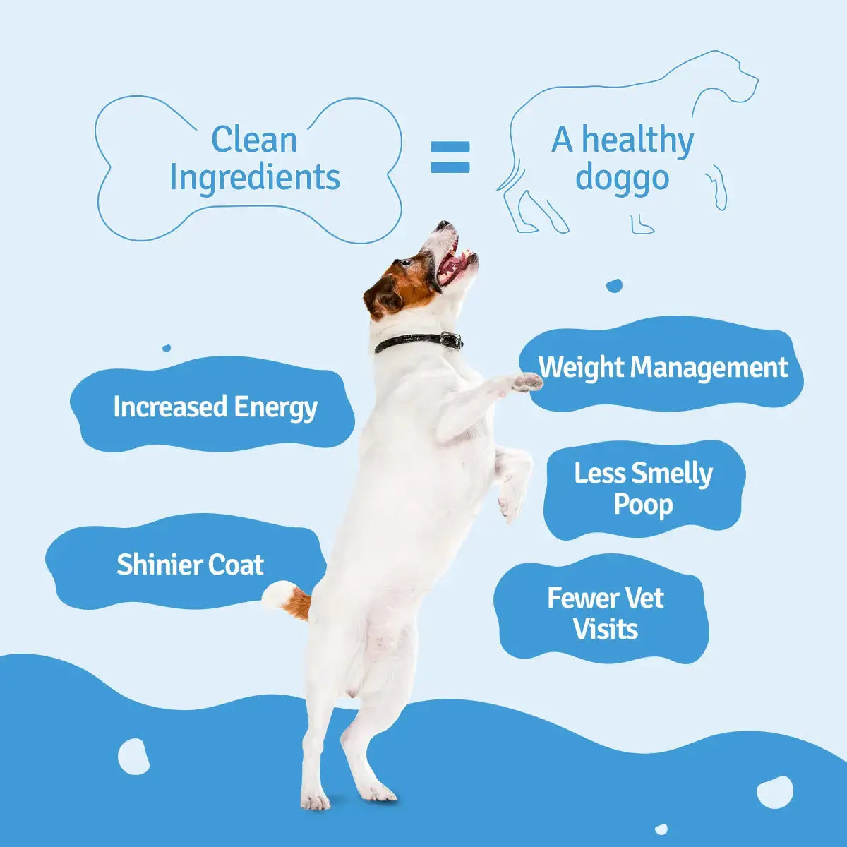 Fish Beans Fresh Dog Food - Zero Preservatives BlepWorld