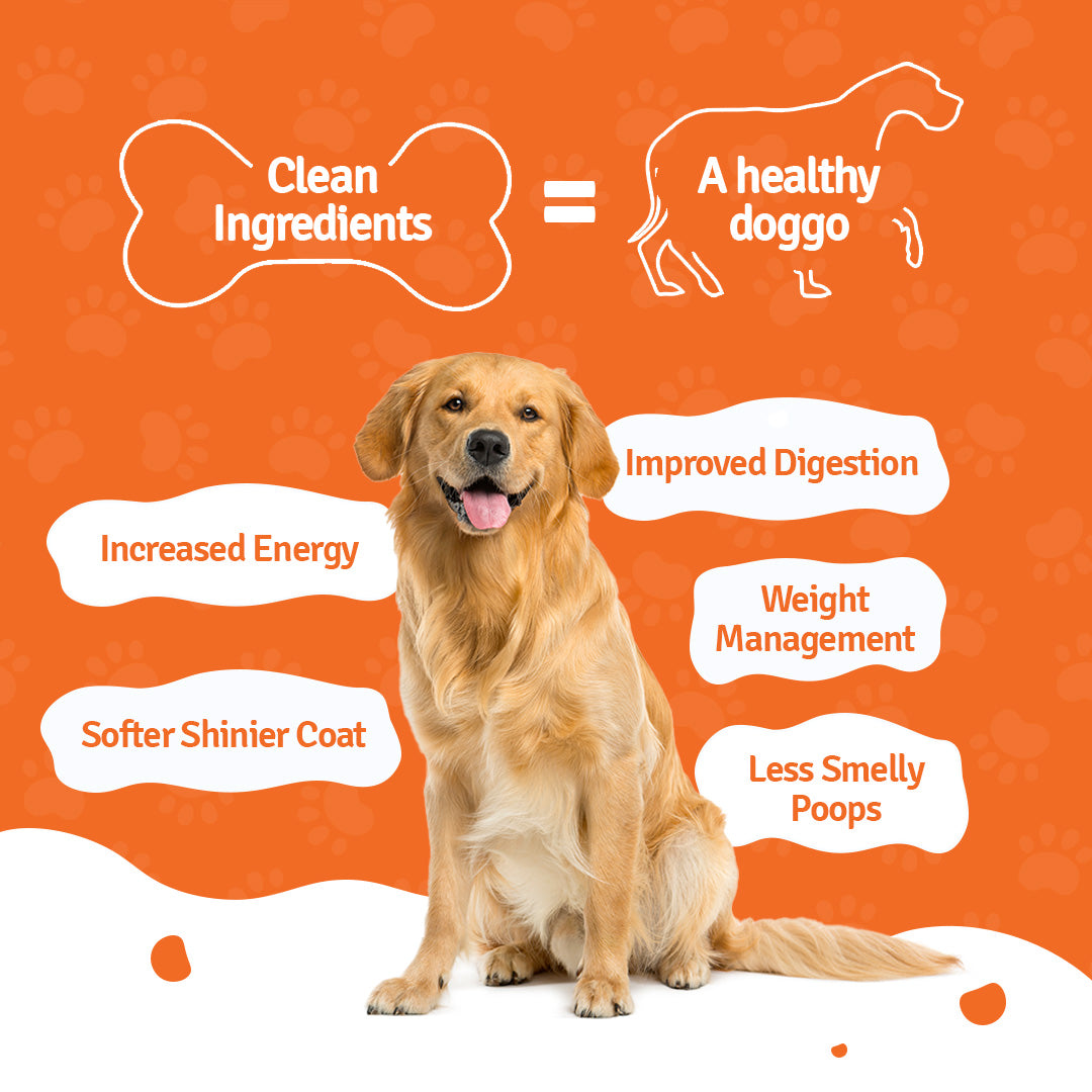 Paneer Quinoa Fresh Dog Food - No Preservatives